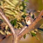 国内大学生自拍在线播放 278wdu