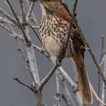 天天狠天天天天透在线 e66c4bd8sv