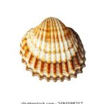 在线观看日韩AV无码 o2txfb