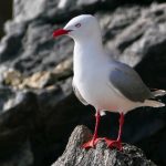 全面解析aqdtv2023vip域名查询的技巧与方法 4ich6d9ne3